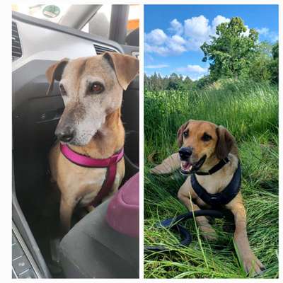 TierschutzhundeStammtisch🐕-Beitrag-Bild