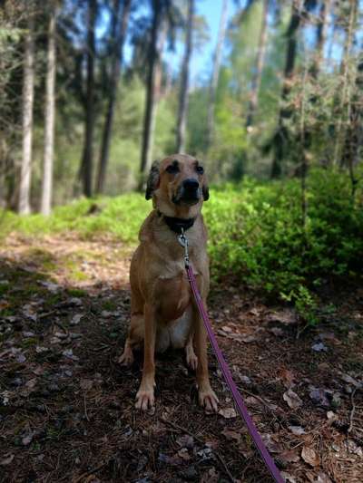 TierschutzhundeStammtisch🐕-Beitrag-Bild