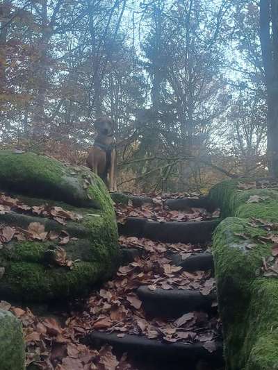 TierschutzhundeStammtisch🐕-Beitrag-Bild