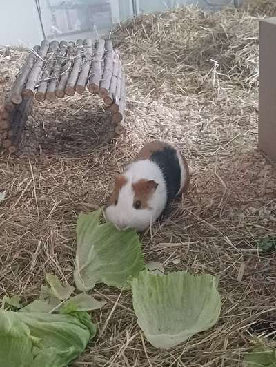 TierschutzhundeStammtisch🐕-Beitrag-Bild