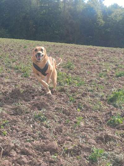 TierschutzhundeStammtisch🐕-Beitrag-Bild