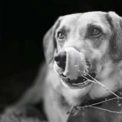 TierschutzhundeStammtisch🐕-Beitrag-Bild