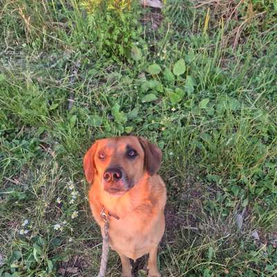 TierschutzhundeStammtisch🐕-Beitrag-Bild