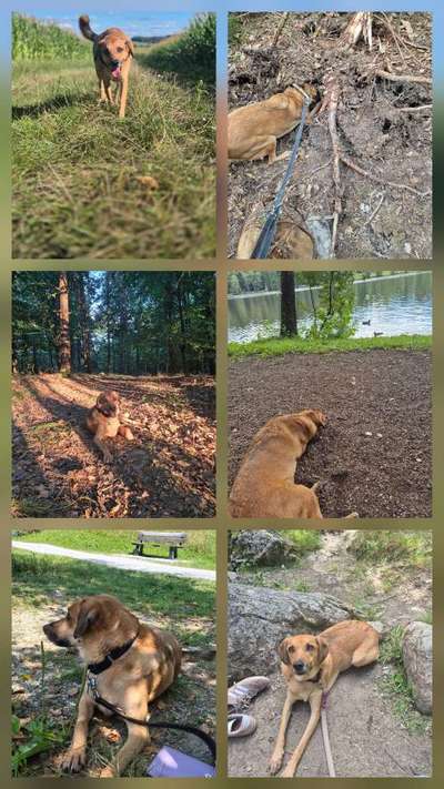 TierschutzhundeStammtisch🐕-Beitrag-Bild