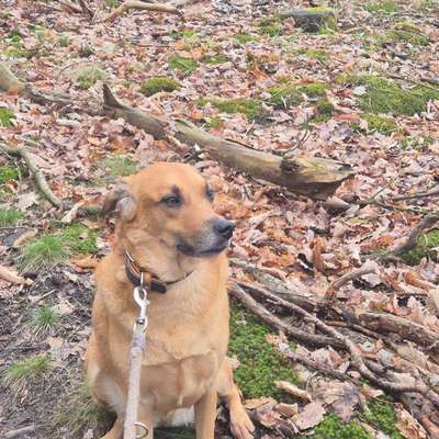 TierschutzhundeStammtisch🐕-Beitrag-Bild