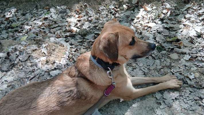 TierschutzhundeStammtisch🐕-Beitrag-Bild