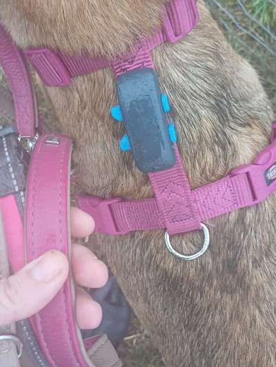 TierschutzhundeStammtisch🐕-Beitrag-Bild