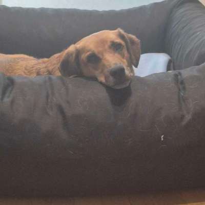 TierschutzhundeStammtisch🐕-Beitrag-Bild