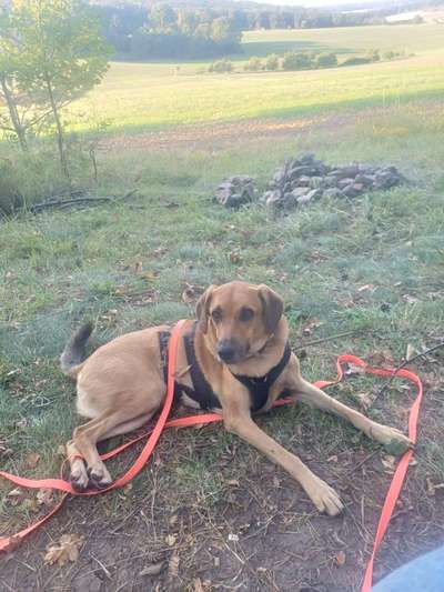 TierschutzhundeStammtisch🐕-Beitrag-Bild