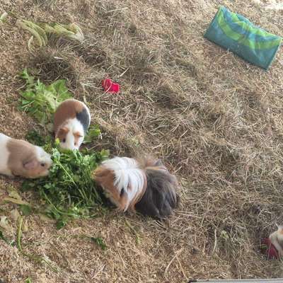 TierschutzhundeStammtisch🐕-Beitrag-Bild