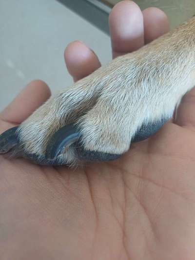 TierschutzhundeStammtisch🐕-Beitrag-Bild