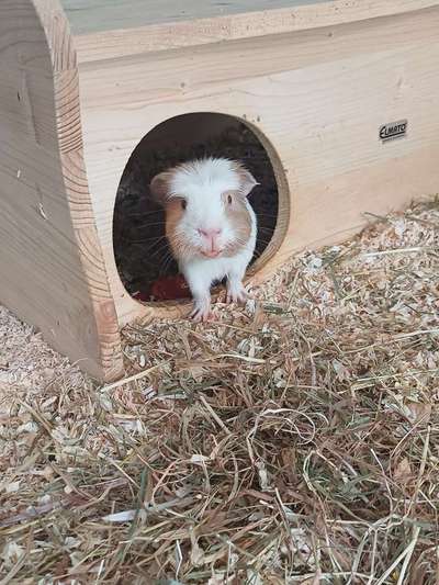 TierschutzhundeStammtisch🐕-Beitrag-Bild