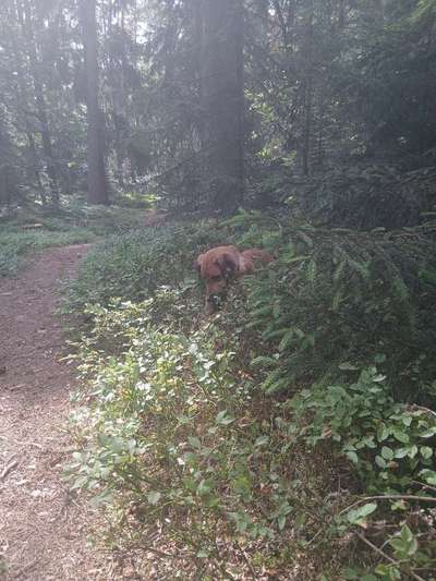 TierschutzhundeStammtisch🐕-Beitrag-Bild