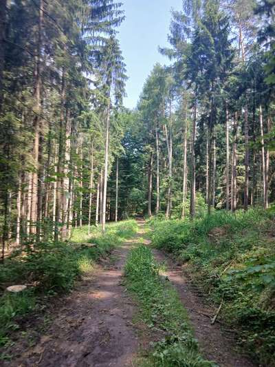 TierschutzhundeStammtisch🐕-Beitrag-Bild