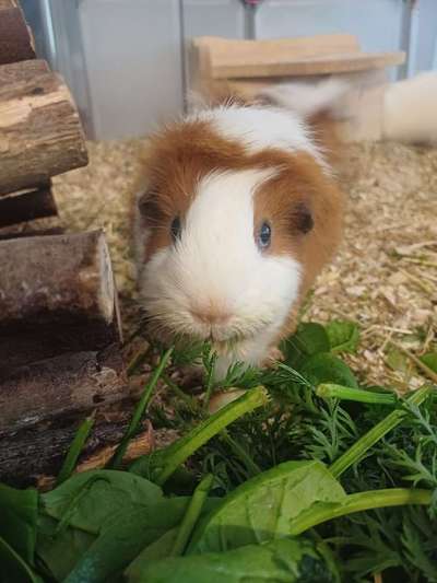 TierschutzhundeStammtisch🐕-Beitrag-Bild