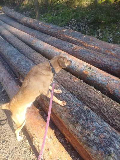 TierschutzhundeStammtisch🐕-Beitrag-Bild