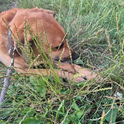 TierschutzhundeStammtisch🐕-Beitrag-Bild
