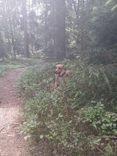 TierschutzhundeStammtisch🐕-Beitrag-Bild