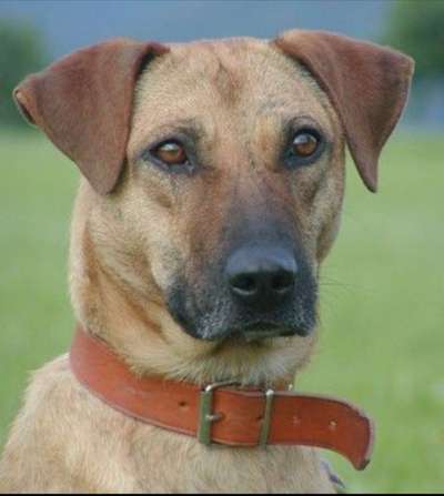 TierschutzhundeStammtisch🐕-Beitrag-Bild