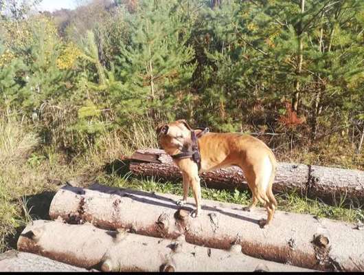 TierschutzhundeStammtisch🐕-Beitrag-Bild
