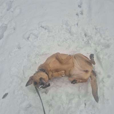 TierschutzhundeStammtisch🐕-Beitrag-Bild