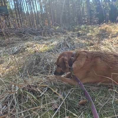 TierschutzhundeStammtisch🐕-Beitrag-Bild