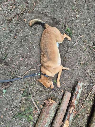 TierschutzhundeStammtisch🐕-Beitrag-Bild