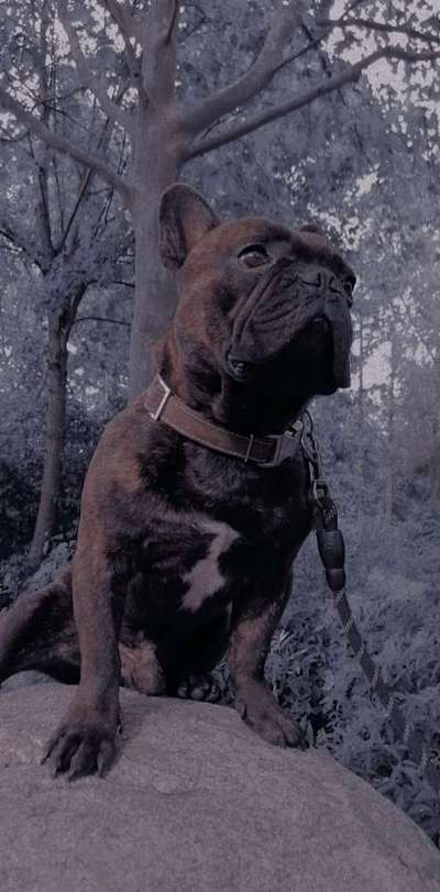 Die Dogorama Kalender Challenge Titelbild-Beitrag-Bild