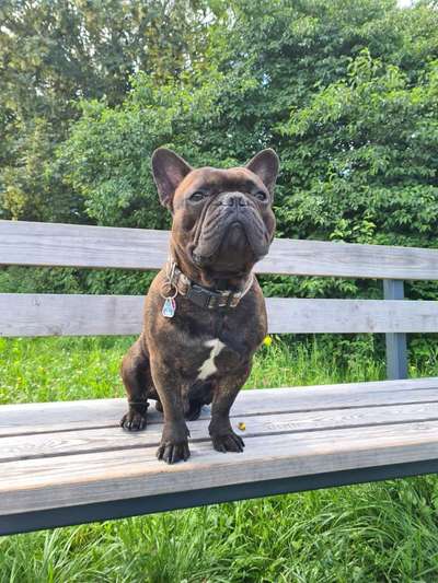 Französische Bulldoggen-Beitrag-Bild