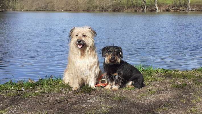 Wo habt ihr eure Hunde her ?-Beitrag-Bild