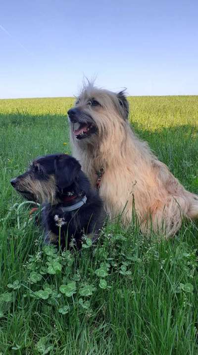 Die Dogorama Monats Challenge "Es grünt und blüht"-Beitrag-Bild