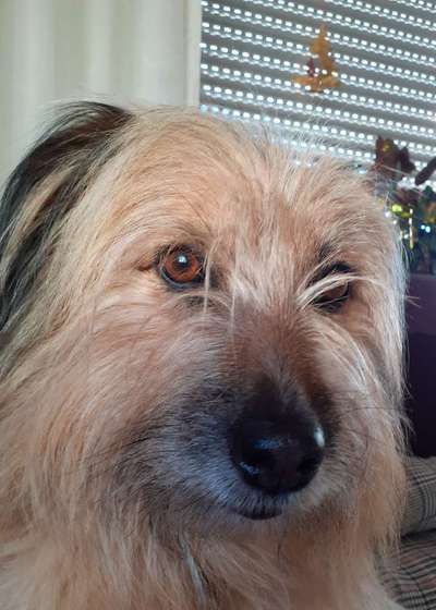 Gos d'Atura Català (Katalanischer Schäferhund)-Beitrag-Bild