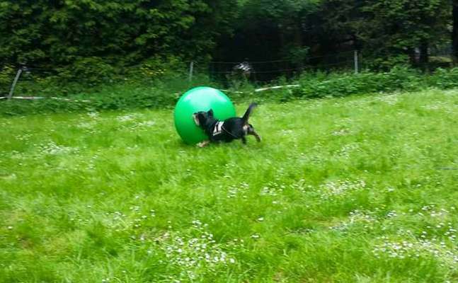 43. Fotochallenge-Zeigt mir eure Ball oder Frisbee verrueckten Hunde-Beitrag-Bild