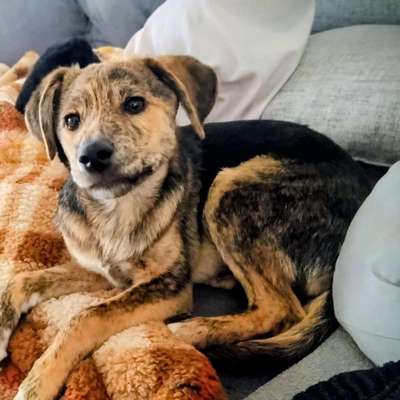 Hundetreffen-Welpentreffen in Marl-Bild