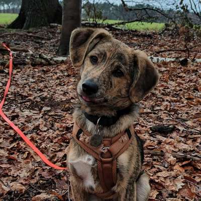 Hundetreffen-Welpentreffen in Marl-Bild