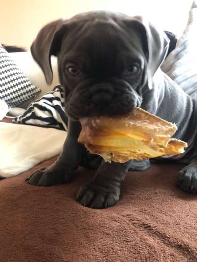 Olde English Bulldogge-Beitrag-Bild