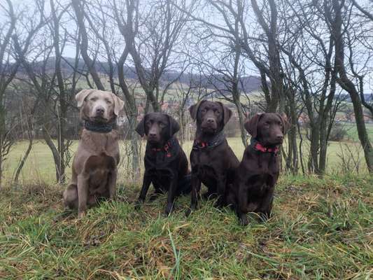 Labradorfans-Beitrag-Bild