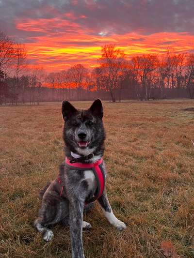 Akita Inu/American Akita (Mix) halter.-Beitrag-Bild