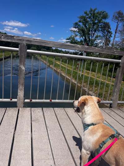 Hundetreffen-Junghund Treffen 🐕-Bild