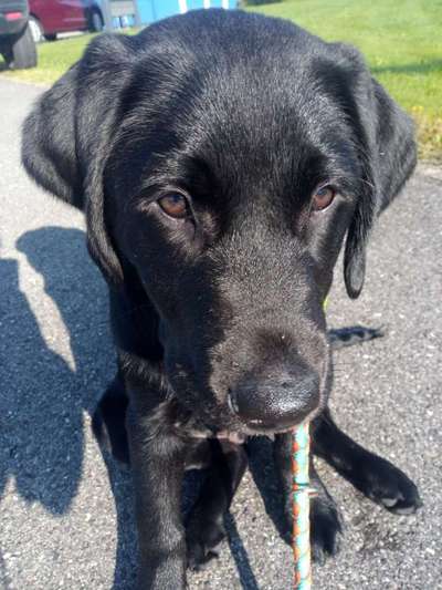 Wo sind meine Labrador Freunde-Beitrag-Bild