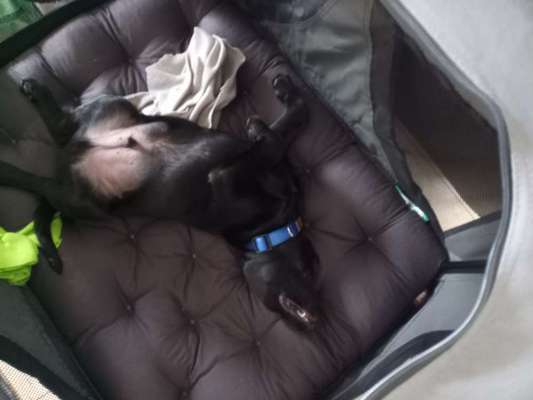 Die Dogorama Wochen Challenge-Beitrag-Bild