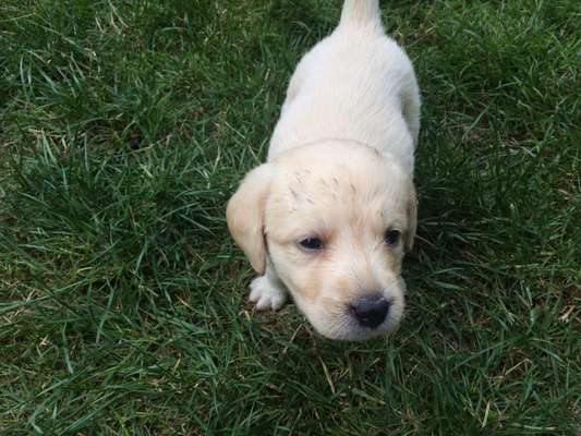 Das erste Bild eures Hundes-Beitrag-Bild