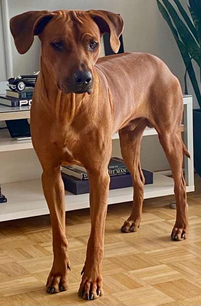 Rhodesian Ridgeback-Beitrag-Bild