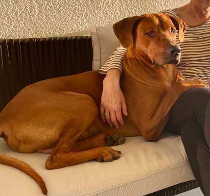 Rhodesian Ridgeback-Beitrag-Bild