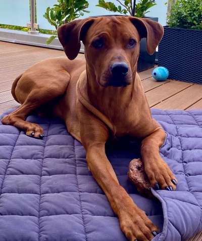Rhodesian Ridgeback-Beitrag-Bild