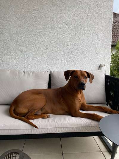 Rhodesian Ridgeback-Beitrag-Bild