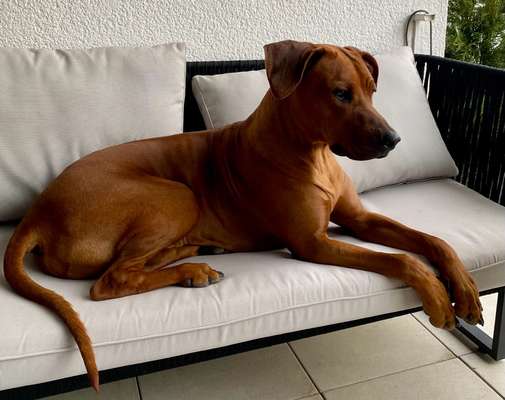 Rhodesian Ridgeback-Beitrag-Bild
