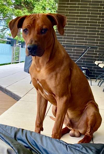Rhodesian Ridgeback-Beitrag-Bild