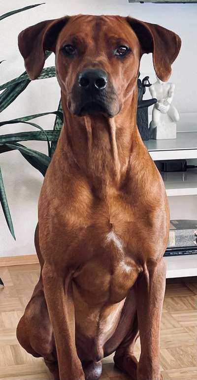 Rhodesian Ridgeback-Beitrag-Bild