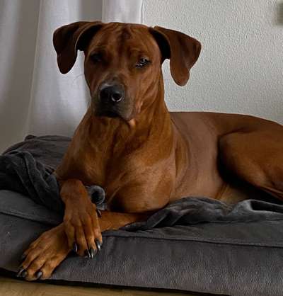 Rhodesian Ridgeback-Beitrag-Bild